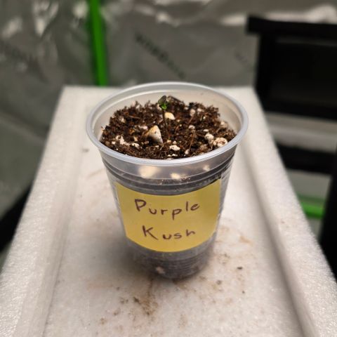 Purple Kush growlog timeline photo