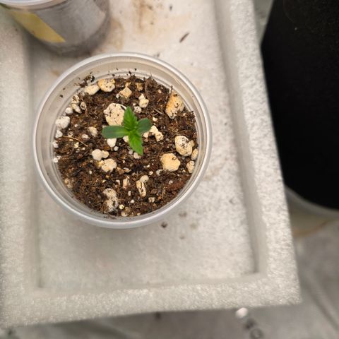 Colombian Gold growlog timeline photo