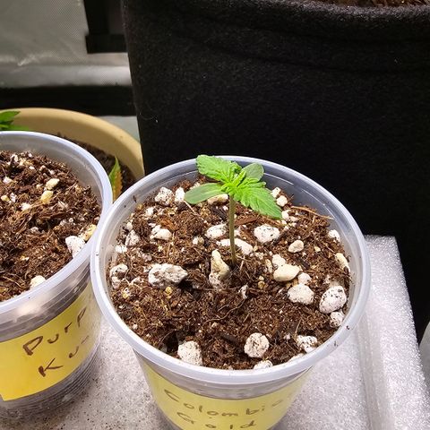 Colombian Gold growlog timeline photo