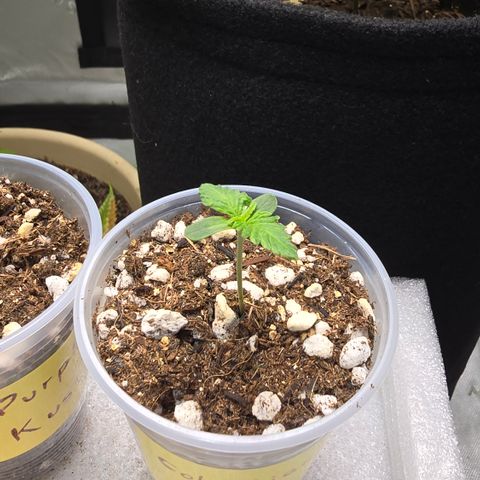 Colombian Gold growlog timeline photo