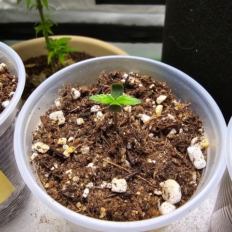 Purple Kush growlog timeline photo