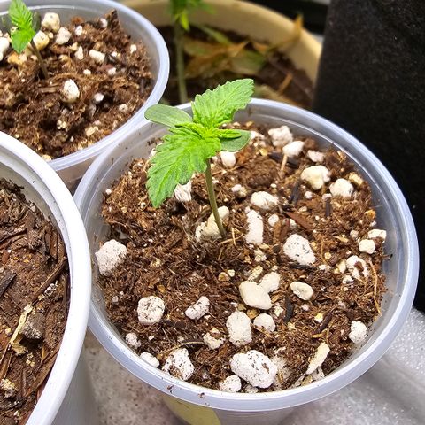 Colombian Gold growlog timeline photo