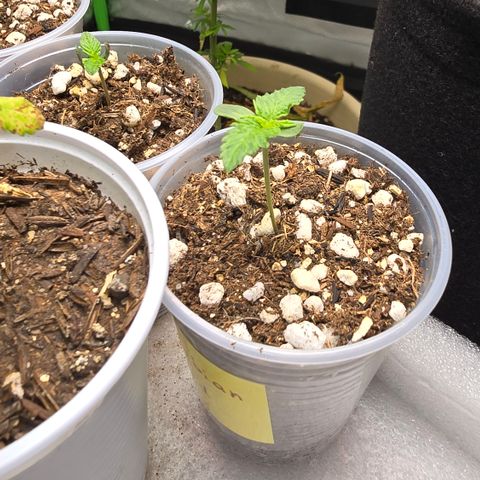 Colombian Gold growlog timeline photo