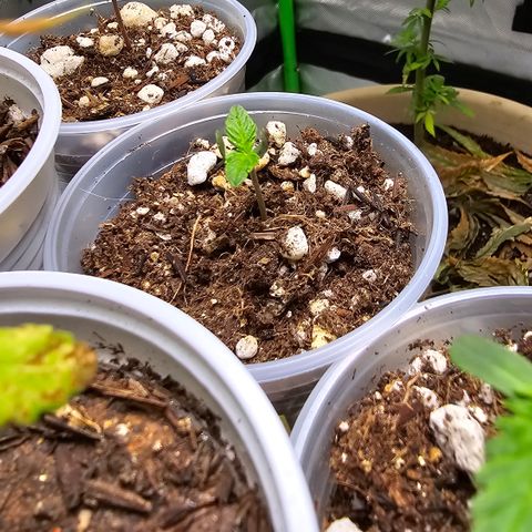 Purple Kush growlog timeline photo