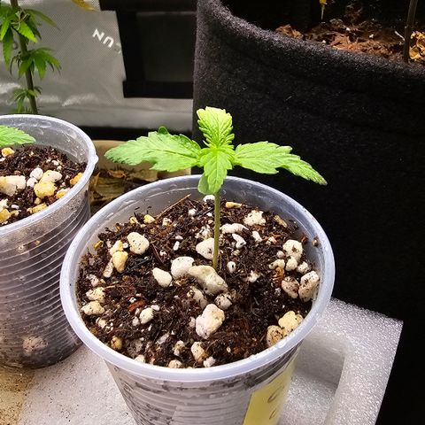 Colombian Gold growlog timeline photo