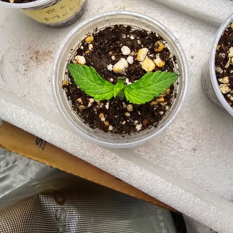 Purple Kush growlog timeline photo