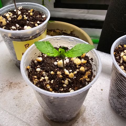 Purple Kush growlog timeline photo