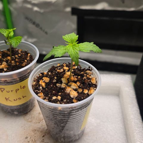 Colombian Gold growlog timeline photo