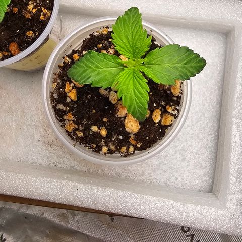 Colombian Gold growlog timeline photo