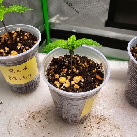 Purple Kush growlog timeline photo