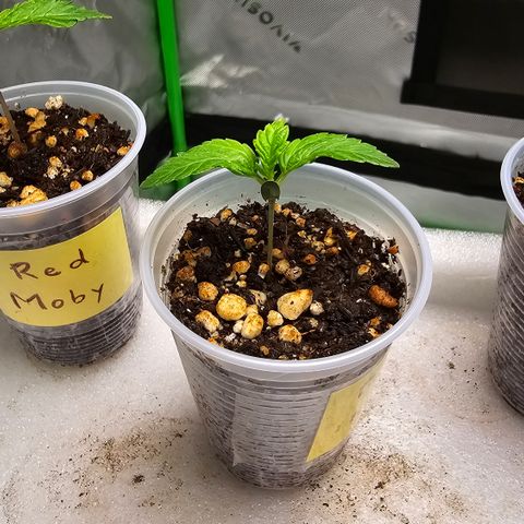 Purple Kush growlog timeline photo