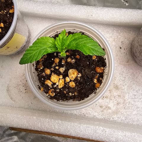 Purple Kush growlog timeline photo