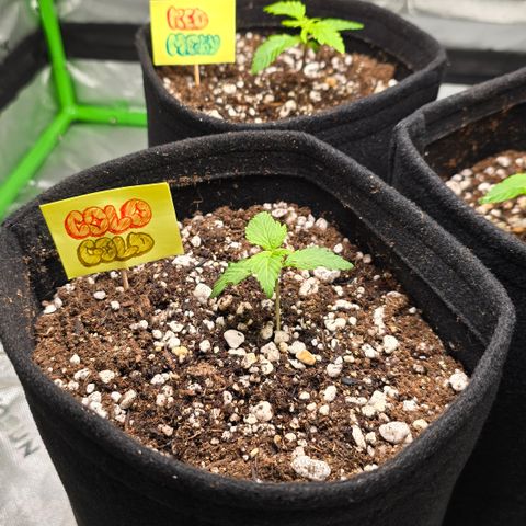 Colombian Gold growlog photo: Transplante para vaso de feltro de 5 litros