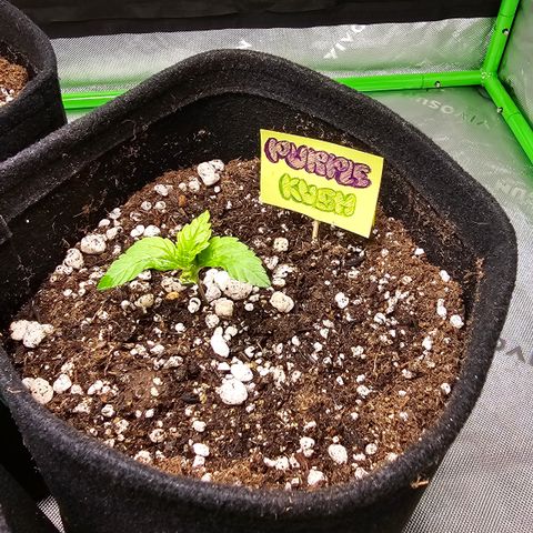 Purple Kush growlog photo: Transplante para vaso de feltro de 5 litros