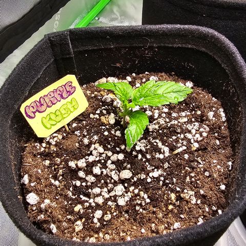 Purple Kush growlog timeline photo