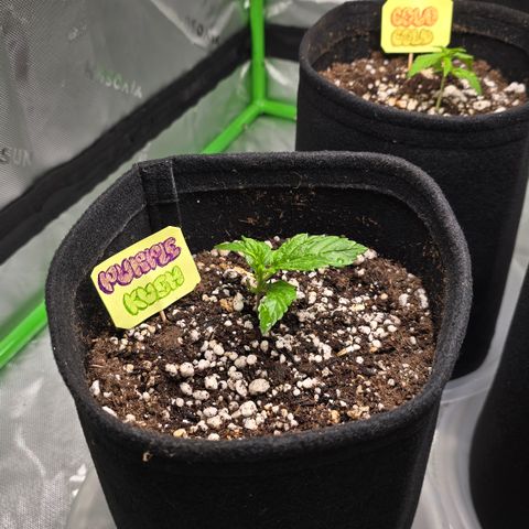 Purple Kush growlog timeline photo