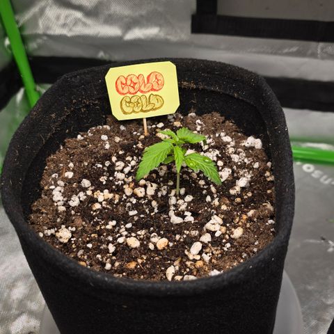 Colombian Gold growlog timeline photo