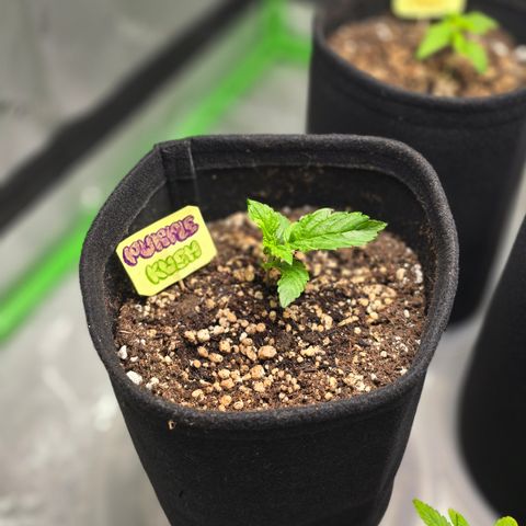 Purple Kush growlog timeline photo