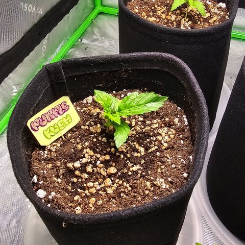 Purple Kush growlog timeline photo