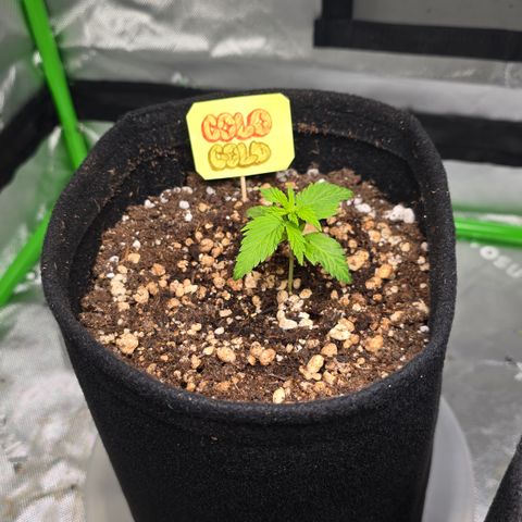 Colombian Gold growlog timeline photo