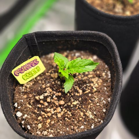 Purple Kush growlog timeline photo