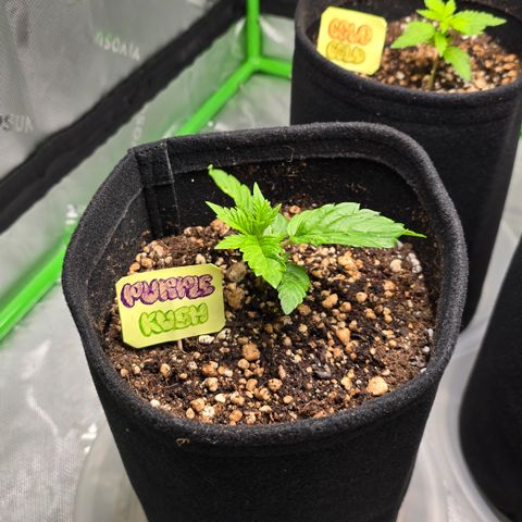Purple Kush growlog timeline photo