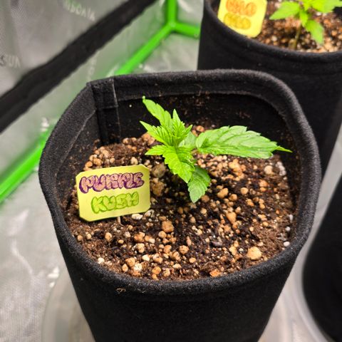 Purple Kush growlog timeline photo