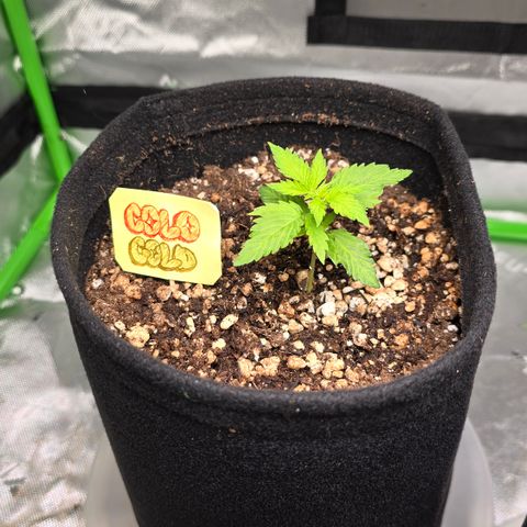 Colombian Gold growlog timeline photo