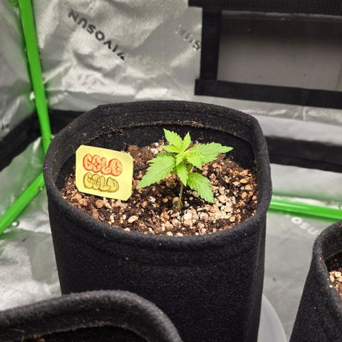 Colombian Gold growlog timeline photo