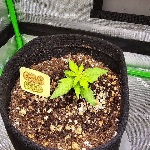 Colombian Gold growlog timeline photo