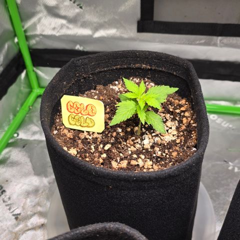Colombian Gold growlog timeline photo