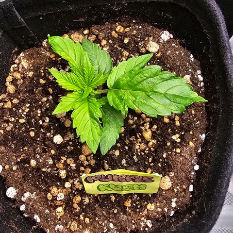 Purple Kush growlog timeline photo