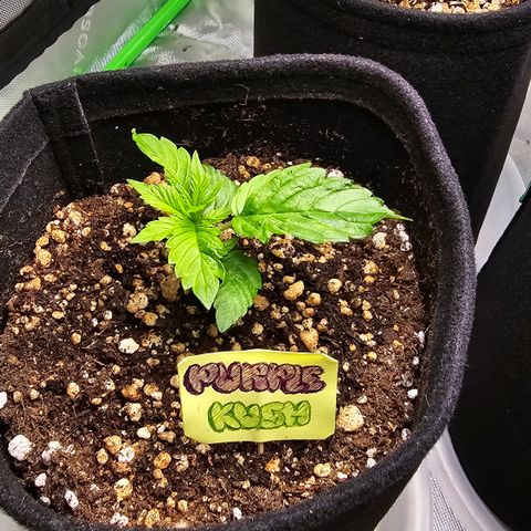 Purple Kush growlog timeline photo