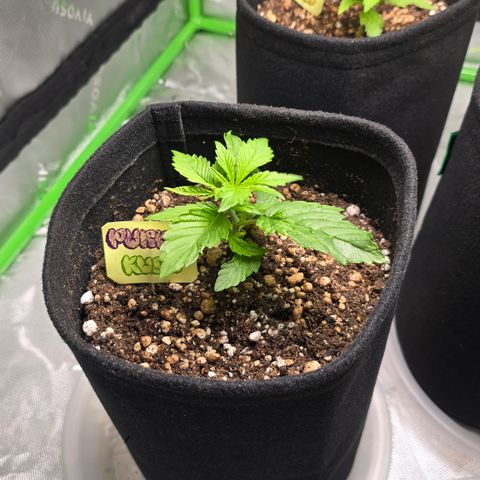 Purple Kush growlog timeline photo