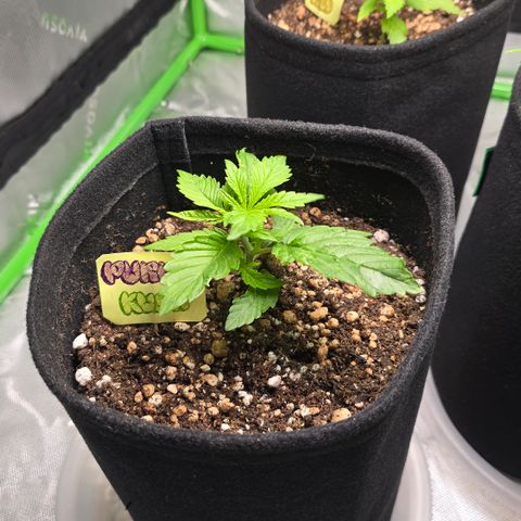 Purple Kush growlog timeline photo