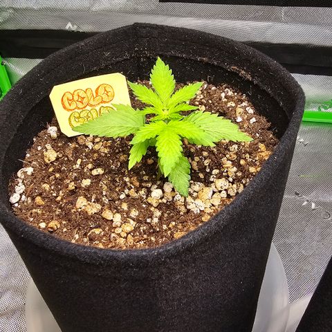Colombian Gold growlog timeline photo
