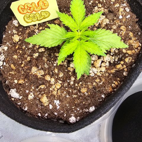 Colombian Gold growlog timeline photo