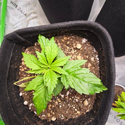 Purple Kush growlog timeline photo