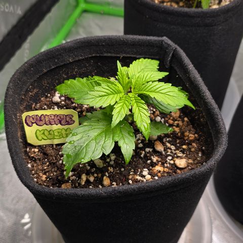 Purple Kush growlog timeline photo
