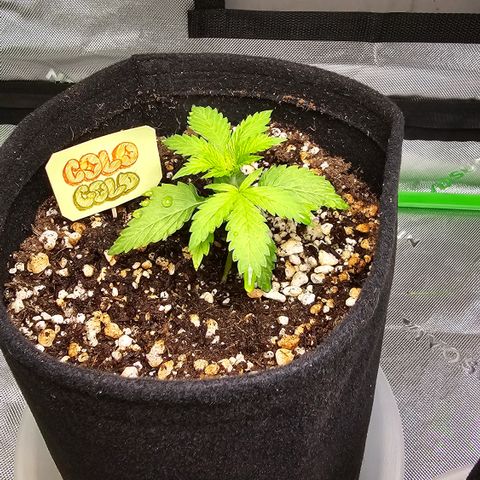 Colombian Gold growlog timeline photo