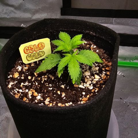 Colombian Gold growlog timeline photo