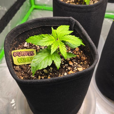 Purple Kush growlog timeline photo