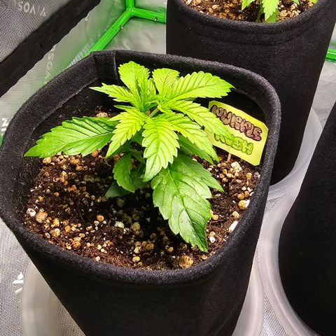 Purple Kush growlog timeline photo