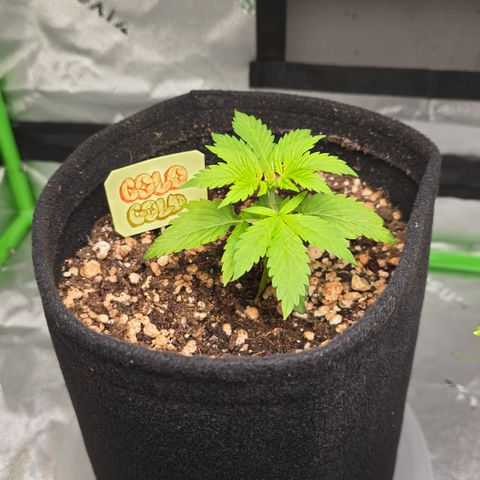 Colombian Gold growlog timeline photo