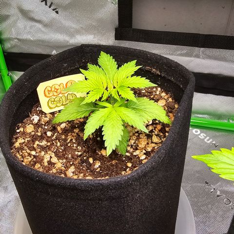 Colombian Gold growlog timeline photo