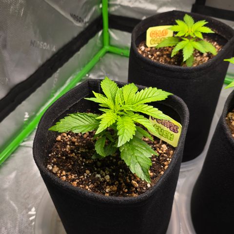 Purple Kush growlog timeline photo