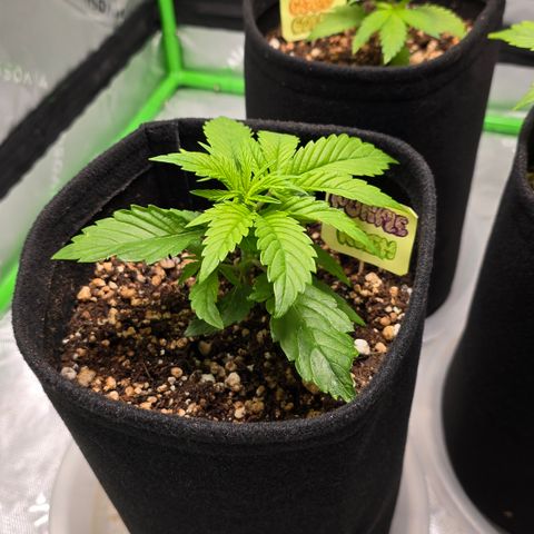 Purple Kush growlog timeline photo