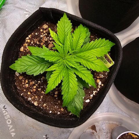 Purple Kush growlog timeline photo