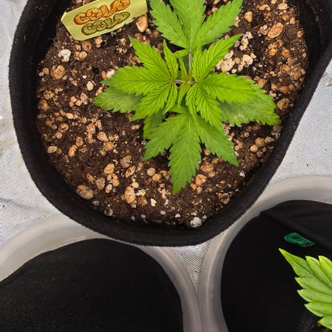 Colombian Gold growlog timeline photo