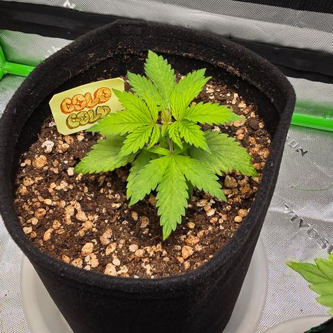 Colombian Gold growlog timeline photo